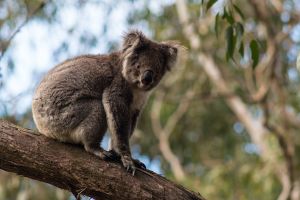 Koala, Wye River Australia - 059