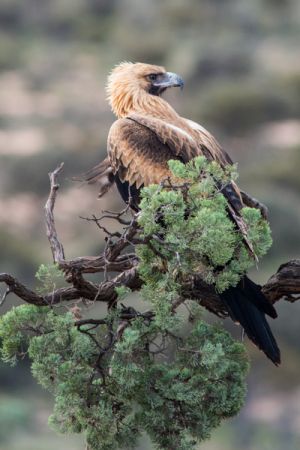 Wedge Tailed Eagle, Leonora Australia - 247
