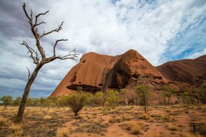 Uluru Dead Tree, Australia - 347
