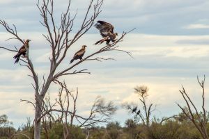 Wedge Tailed Eagles, Lasseter Hwy - 085