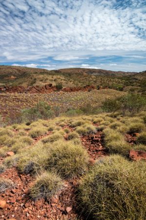 Spinifex, Macdonnell Ranges Australia - 018