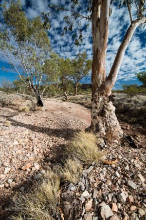 Dry River Bed, Macdonnell Ranges - 132