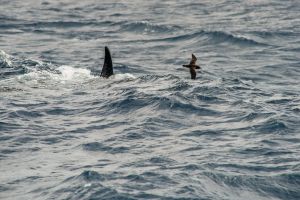Orca and Shearwater, Bremer Canyon – 114