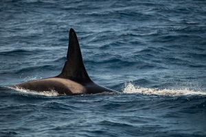 Orca, Bremer Canyon Australia – 167