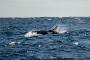 Orcas, Bremer Canyon Australia – 221