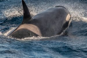 Orca, Bremer Canyon Australia – 235