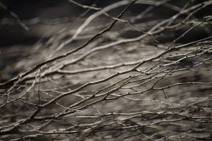 Dried Agonis Twigs, Albany Australia – 101