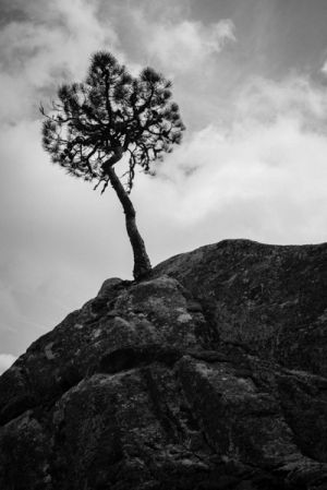 Tree In A Rock, Zonza, Corsica - 246