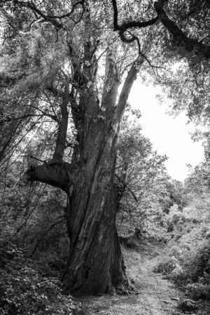 Ancient Tree, Zonza, Corsica - 032