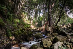 Rock In A Tree, Zonza, Corsica - 042