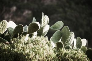 Wild Cacti, Porto, Corsica - 054