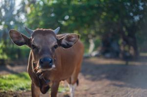 Inquisitive Heifer, Indonesia - 241