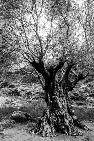 Olive Tree Planted 908AD, Nimes France - 156