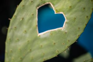 Cacti Love Heart, Corsica - 014