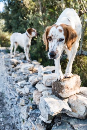 Rural Watch Dogs, Bonifacio, Corsica - 170