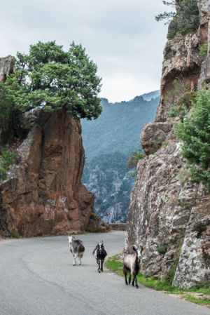 Goats Heading Home, Evisa, Corsica - 073